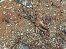 Films en vf ou vostfr et bien sûr en hd. Xuliana Machadinho On Twitter Thaisa Bonfimm Eu Recebi Essas Fotos Hj Mais Cedo No Whats Choque Me Lembrei Dos Mamonas Assassinas Meu Tragedia