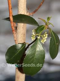 Image result for Catha edulis