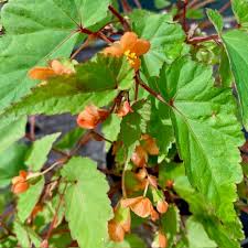 Image result for Begonia sutherlandii