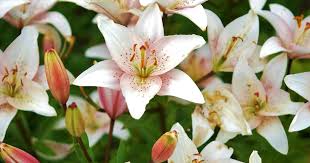 In fact, many lilies are toxic to we've created a cat safe range of flower arrangements to send to friends and family. Keeping Cats Safe Lilies International Cat Care