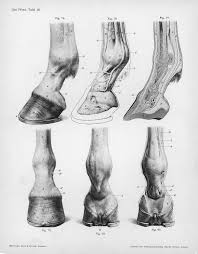 Horse Anatomy By Herman Dittrich Lower Leg And Hoof Shoestring Stable Horse Drawings Horse Anatomy Horse Sketch