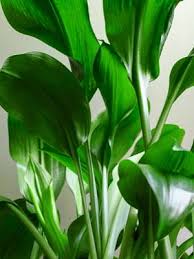Image result for Kořenokvětka Aspidistra
