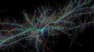 Image result for brain cell