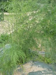Image result for Asparagus buchananii