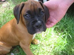 The search tool above returns a list of breeders located nearest to the. R237855 959957 Jpg