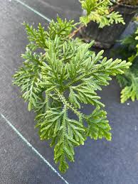 Image result for Selaginella eublepharis