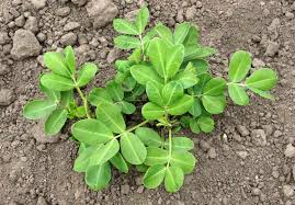 Since then, however, the plant has used a new mechanism for creating diversity. How To Grow Peanuts