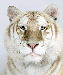 A Golden Tiger Aka Golden Tabby Tiger Or Strawberry Tiger Is One With An Extremely Rare Color Variation Caused By A R Animals Beautiful Animals Wild Big Cats