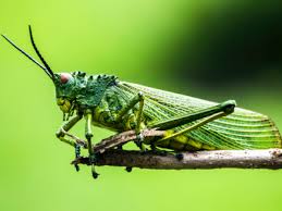 Puoi scaricarla dagli store ufficiali apple store e google play. Deutsche Bank Research Economic Cycle Growth Trends Economic Policy Finance Sector Regulation Deutsche Bank Research