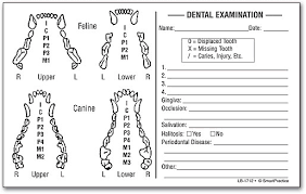 canine dental tooth chart bedowntowndaytona com