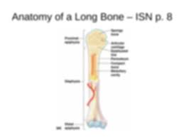 This is an online quiz called label the long bone. Long Bone Labeled Anatomy File Human Arm Bones Diagram Svg Wikipedia Structured Data Labels Link To Their Respective Wikidata Pages And Will Open In A New Window Dismiss