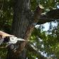 Arborist Training - Springfield, IL