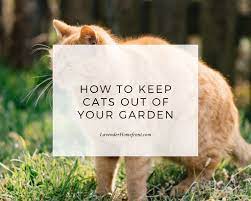 How to keep cats out of my garden naturally. Natural Ways To Keep Cats Out Of Your Garden The Lavender Homefront