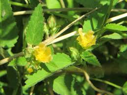 Image result for Sida spinosa