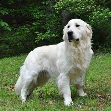 English Cream Retrievers English Cream Golden Retriever Puppies Golden Retriever White Golden Retriever Dog Breeds