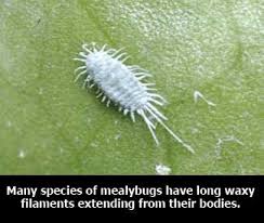 Image result for Mealybug cucumber