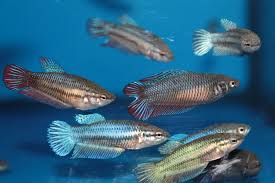 Some aquarists may be entirely unfamiliar with how female bettas look female bettas are noticeably stouter as well compared to males. Female Betta Fish Assorted Fish Bazaar