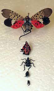 What kind of insects eat a spotted lanternfly? The Spotted Lantern Fly An Invasive Plant Hopper Has Been Spotted In Areas Of Southeastern Pennsylvania With P Flying Lantern Natural Bug Spray Cool Insects