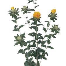 Carthamus Safflower Carthamus Tinctorius Pick Ontario