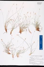Image result for Bulbostylis schoenoides