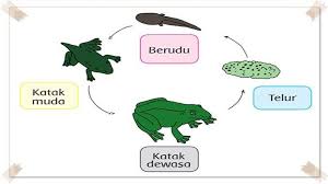 Kunci Jawaban Tema 6 Kelas 4 Halaman 62 63 64 65 70 71 72 Buku Tema Subtema 2 Hebatnya Cita Citaku Halaman All Tribun Pontianak