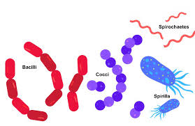 Image result for Bacteria