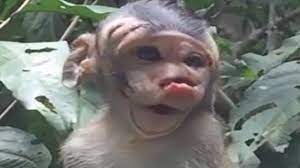 Baby Monkey Very Hurt Baby Monkey Is Attacked By Big Monkey Pity Baby Monkey Tm 342 Youtube
