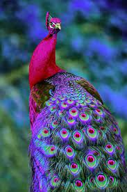 Peacock is a most beautiful and colourful creativity of god. Pin On Peacock