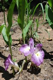 Image result for Siphonochilus