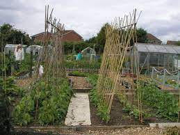 Supporting Runner & Climbing Beans | Building Bean Frames