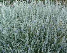 Mar 31, 2021 · if you are lucky enough to live where an outdoor pool is a way of life, you are aware of the messes some adjacent plants can make. Lamiaceae Nature And Garden