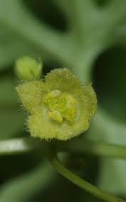 Image result for Diplocyclos