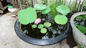 Making A Pond In A Pot Build A Container Water Garden Youtube