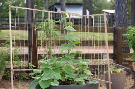 But first, why you should consider using baling twine. Grow On The Vertical With A Diy Trellis P Allen Smith