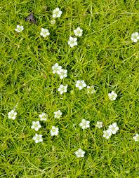 Image result for Sagina abyssinica