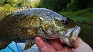 What's the best way to fillet a bass? A Smallmouth Bass Fishing Guide How To Catch Smallies