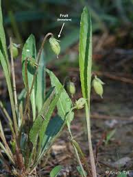 Image result for Launaea violacea
