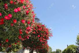 Jun 13, 2021 · the native range of this deciduous tree is a wide swath of the southeastern u.s., with the northern edge of its range reaching into ohio. Red Flowers On Trees In California Stock Photo Picture And Royalty Free Image Image 76241461