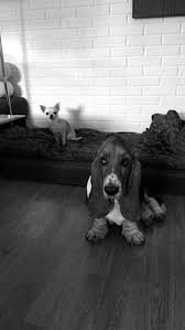 Basset Hound Beagle Mix Black And White Basset Basset Hound