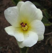 Image result for Hibiscus aethiopicus