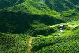 Palm oil, rubber, cocoa, and wood products account for around half of the output while other significant contributors include tropical fruits and rice. Malaysia Agriculture Information About Agriculture In Malaysia