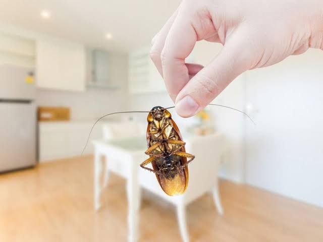 Cockroach Treatment