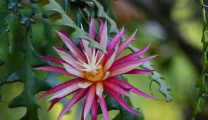 Image result for hoa quynh images