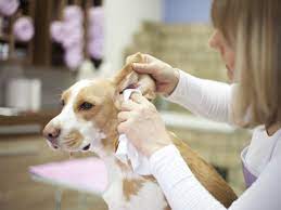 Some dog groomers clean higher rates of ear infections in dogs who have their ear hair plucked regularly. How To Clean Your Dog S Ears