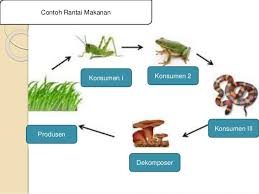 Dalam gambar diatas, maka bisa kamu ketahui kalo detritus bisa berwujud hancuran jaringan hewan atau tumbuhan. Ppt Rantai Makanan Dan Jaring Jaring Makanan