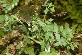 Image result for Berula thunbergii