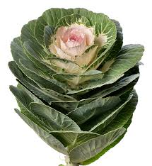 Crops from this genus are sometimes called cole crops—derived from the latin caulis, denoting the stem or stalk of a plant. Brassica Oleracea F1 Brassica Oleracea F1 Empire Antonina Evanthia