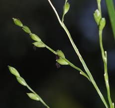 Image result for Acroceras zizanioides