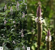 The Plant Of Celosia Argentea A The Aerial Parts And B The Download Scientific Diagram