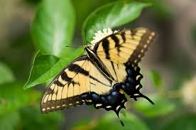 Black And White Striped Butterfly Uk Yellow Butterfly Yellow Butterfly With Black Stripes And Wing Borders Tinged With Black Stripes Butterfly Yellow Butterfly